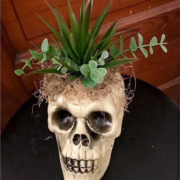 Artificial succulent in skulls - Picture 2 of 3